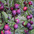 Prunus `Kolonovidnaya` (Kolonovidnaya oszlopos szilva)