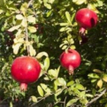 Punica granatum `Salavatski` (Salavatski gránátalma)