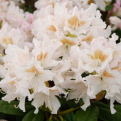 Rhododendron `Cunningham White` (Cunningham White rododendron)