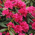 Rhododendron `Nova Zembla` NAGY NÖVÉNY! (Nova Zembla rododendron mésztűrő alanyra oltva, NAGY NÖVÉNY!)