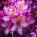 Rhododendron `Happydendron Pushy Purple` NAGY NÖVÉNY! (Pushy Purple mésztűrő rododendron NAGY NÖVÉNY!)