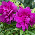 Rosa rugosa `Roseraie de l`Hay` (Roseraie de l`Hay japán rózsa)