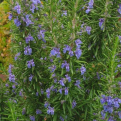 Rosmarinus officinalis `Tuscan Blue` (Tuscan Blue rozmaring)