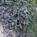 Rosmarinus officinalis `Pointe du Raz` (Pointe du Raz kúszó rozmaring)