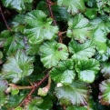Rubus tricolor `Betty Ashburner` (Betty Ashburner háromszínű örökzöld kínai szeder)