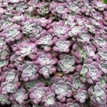 Sedum spathulifolium `Purpureum` (Pirosas kanállevelű varjúháj)