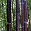 Semiarundinaria fastuosa (EMELT POSTADÍJAS!) (Vörösszárú japán pálmabambusz, Narihira bambusz (EMELT POSTADÍJAS!))