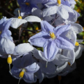 Solanum jasminoides (laxum) `Blue` (Kék virágú kúszó jázmincsucsor)