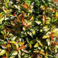 Trachelospermum asiaticum `Ogon Nishiki` (Ogon Nishiki tarka levelű japán csillagjázmin)
