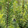 Ulmus parvifolia `Seiju` (Seiju törpelevelű kínai szil)