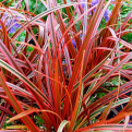 Uncinia rubra `Everflame` (Everflame vörös lombú Új-Zélandi horgassás)