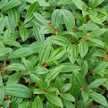 Viburnum davidii `Angustifolia` (Keskeny levelű Dávid bangita)