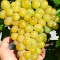 Vitis `Galachad` (Ellenálló szőlő: Galachad)
