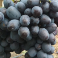 Vitis `Lorano` (Ellenálló szőlő: Lorano)