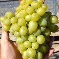 Vitis `Marusja` (Ellenálló szőlő: Marusja)
