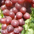 Vitis `Nina` (Nina ellenálló csemegeszőlő)