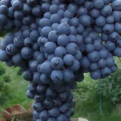 Vitis `Pamjati Dombovskoj` (Ellenálló szőlő: Pamjati Dombovskoj)