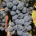 Vitis `Zilga` (Ellenálló szőlő: Zilga)