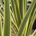 Yucca filamentosa `Bright Edge` (Tarka levelű pálmaliliom)
