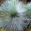 Yucca rostrata (Big Bend jukka)