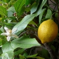 Citrus limon  (Citrom)