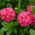 Azalea japonica `Homebush` (Rhododendron) (Homebush azálea)
