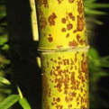 Phyllostachys nigra `Boryana` (EMELT POSTADÍJAS!) (Kínai leopárdbambusz (EMELT POSTADÍJAS!))