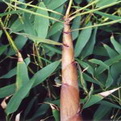 Phyllostachys nigra `Henonis` (EMELT POSTADÍJAS!) (Hamvasszárú óriásbambusz (EMELT POSTADÍJAS!))