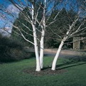 Betula utilis `Doorenbos` (Doorenbos hófehér kérgű himalájai nyír)