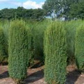 Juniperus communis `Sentinel` (Karcsú oszlopos közönséges boróka)