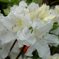 Azalea japonica `Oxydol` (Rhododendron) (Oxydol azálea)