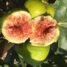 Ficus carica `Zöld óriás` (Sárga)