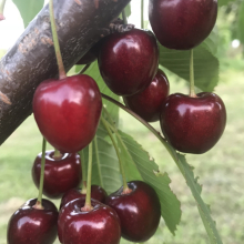 Prunus avium `Manósüveg`