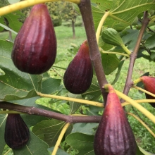 Ficus carica `Lila szivarfüge`