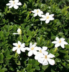Gardenia jasminoides `Kleim`s Hardy`