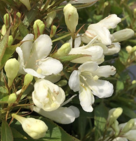 Weigela florida `Picobella Bianco`