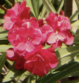 Nerium oleander, Telt piros (No.10.)