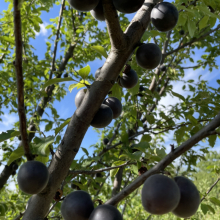 Prunus (Armeniaca) `Csornüj Barhat (Fekete Bársony)`