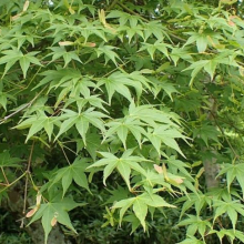 Acer palmatum `Osakazuki`