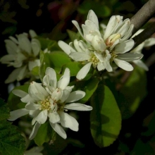 Amelanchier alnifolia `Smoky` (Greatberry Farm)