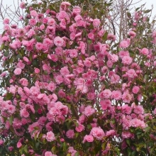 Camellia cuspidata (hybrid) `Spring Festival`