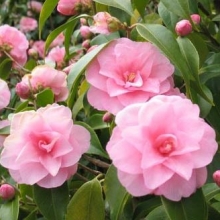 Camellia cuspidata (hybrid) `Spring Festival`