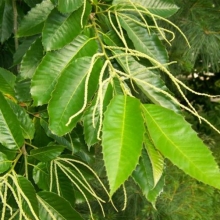 Castanea mollissima 
