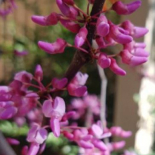 Cercis canadensis `Hearts of Gold`