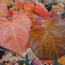Cercis canadensis `Ruby Falls`