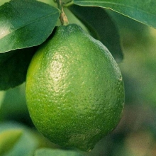Citrus aurantifolium `Lime dei Caribi`