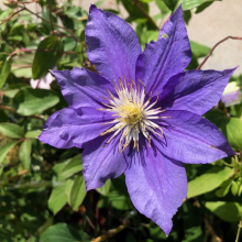 Clematis `Beauty of Worcester` (Worchester)