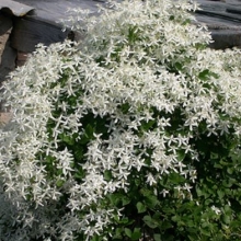 Clematis mandschurica (Clematis terniflora v. mandschurica)