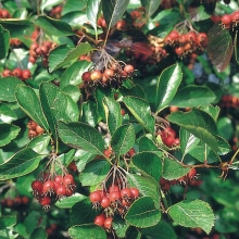 Crataegus prunifolia