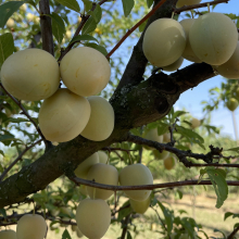 Prunus salicina `Shiro`